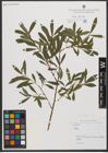 Foto von Salix L.